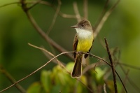 Tyran tmavocapkovy - Myiarchus tuberculifer - Dusky-capped Flycatcher o5562